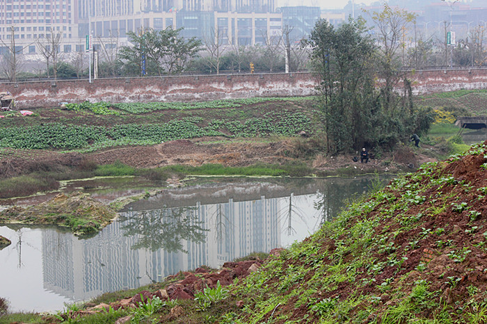 2014年年底的池塘.摄于2014.12.18.jpg