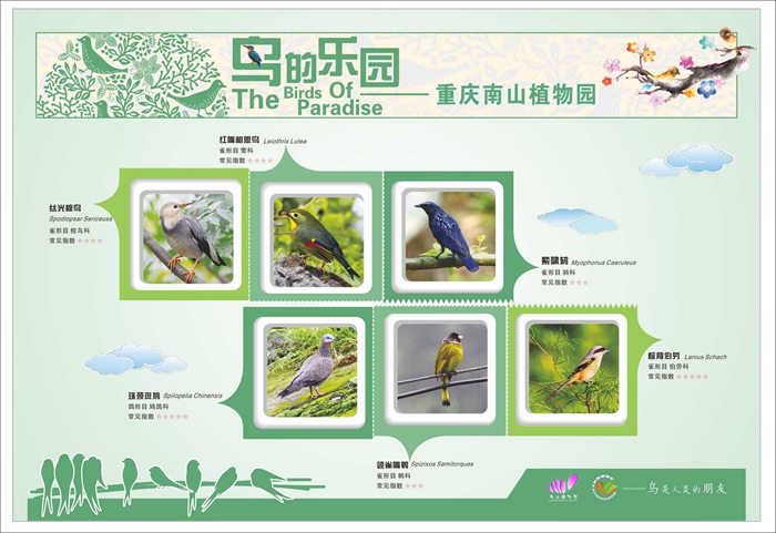 鸟类知识展板6.jpg
