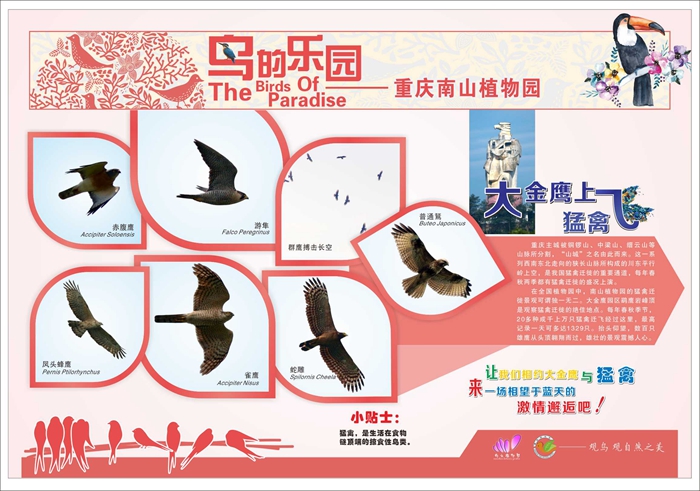 鸟类知识展板8.jpg